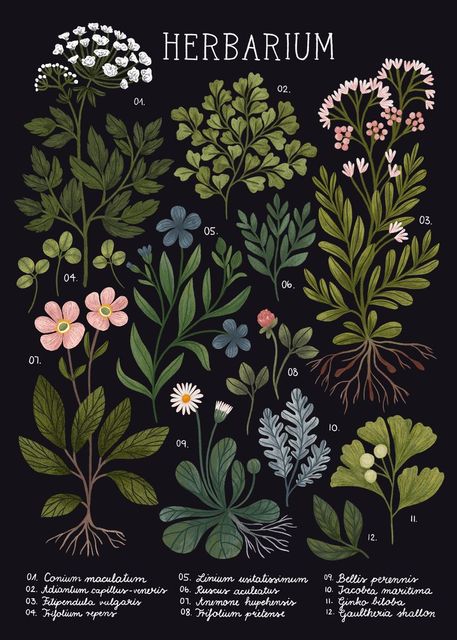 Affiche Herbier Vintage - Louise Vintage