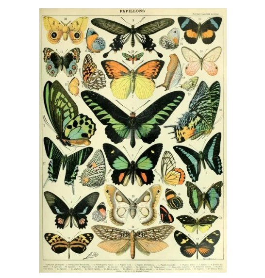 Affiche Papillons Vintage - Louise Vintage