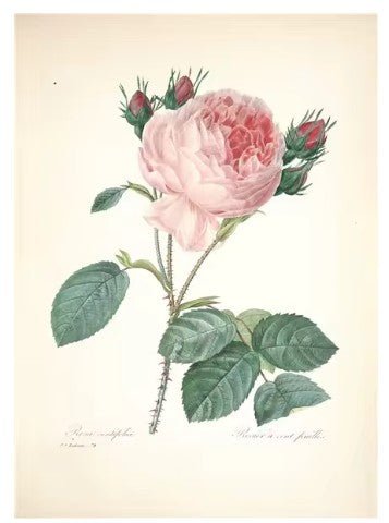 Affiche Vintage Fleurs - Louise Vintage