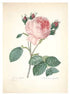 Affiche Vintage Fleurs - Louise Vintage