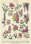 Affiche Botanique Vintage - Louise Vintage