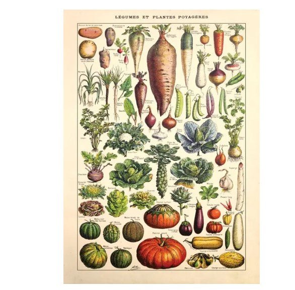 Affiche Végétale Vintage - Louise Vintage