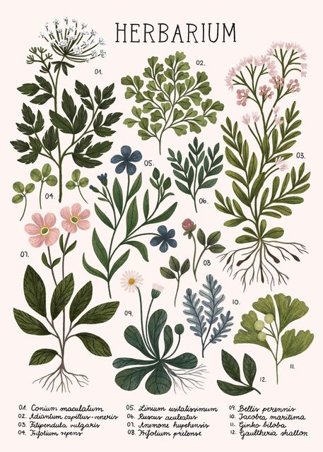 Affiche Vintage Herbarium - Louise Vintage