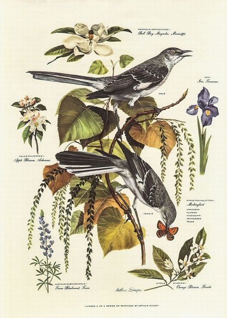 Affiche Vintage Nature - Louise Vintage