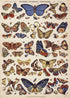 Affiche Vintage Papillons - Louise Vintage